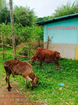 গরু ৫ মাসের ডেকি বাচ্চা সহ
