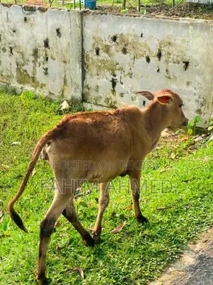 গরু ৫ মাসের ডেকি বাচ্চা সহ