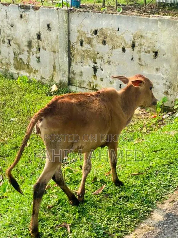 গরু ৫ মাসের ডেকি বাচ্চা সহ