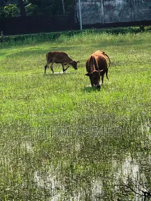 গরু ৫ মাসের ডেকি বাচ্চা সহ