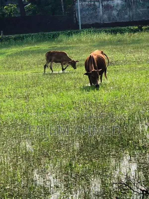 গরু ৫ মাসের ডেকি বাচ্চা সহ
