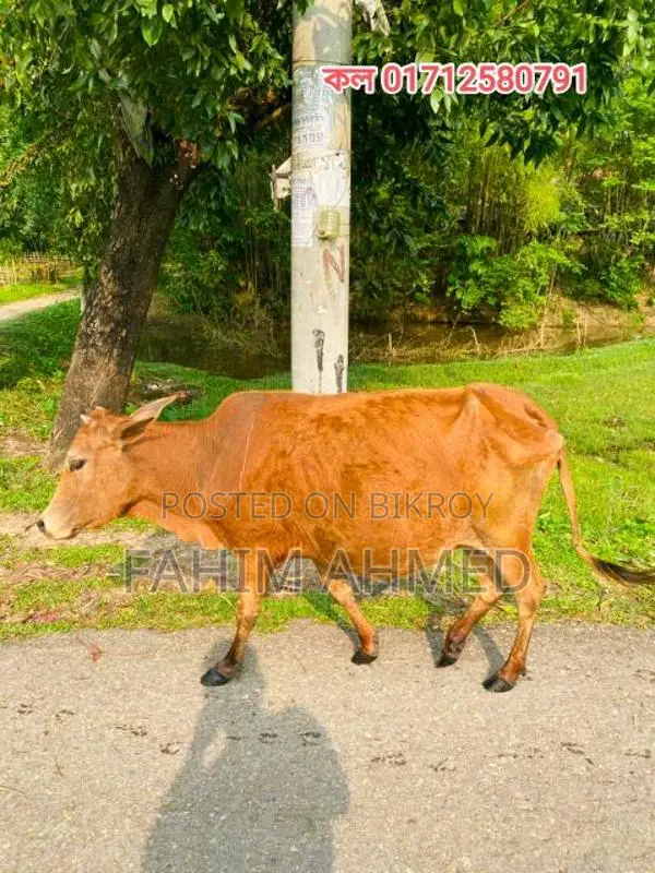 গরু ৫ মাসের ডেকি বাচ্চা সহ