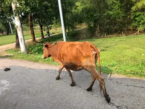 গরু ৫ মাসের ডেকি বাচ্চা সহ