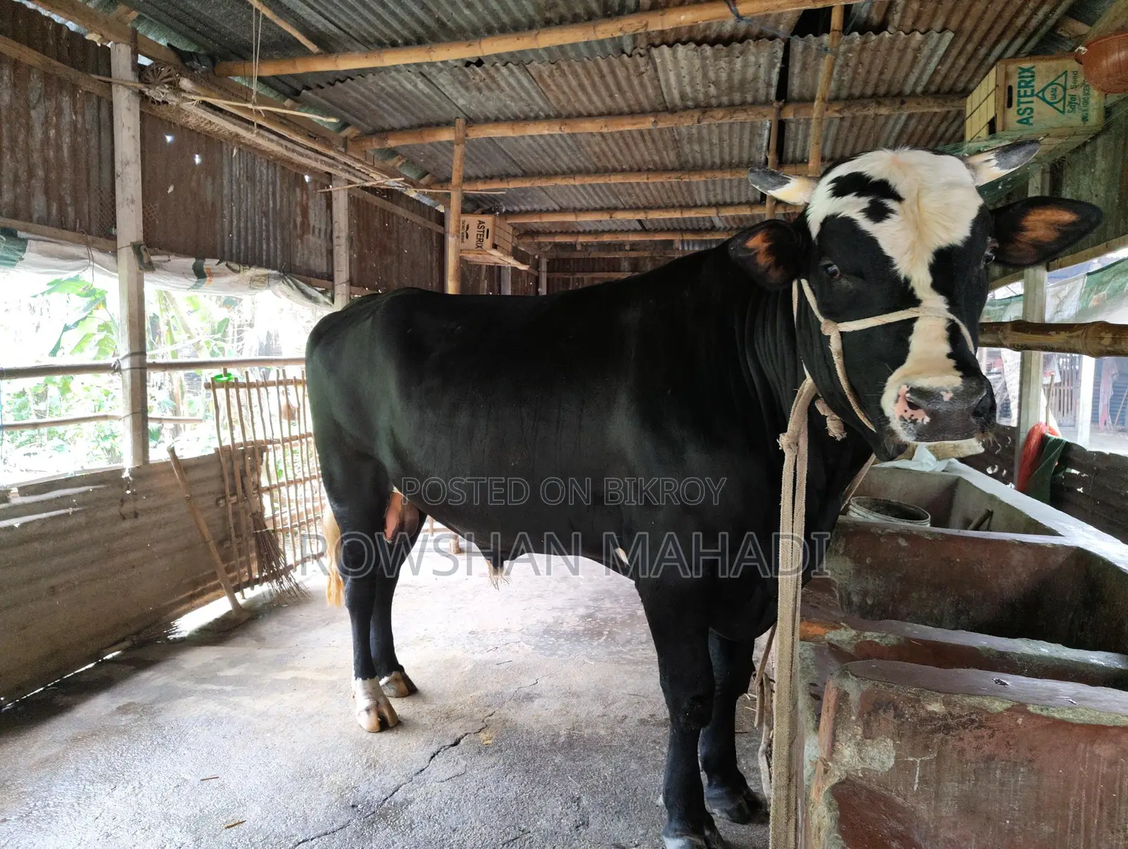 Friesian Shar Weight-- 680 Kg