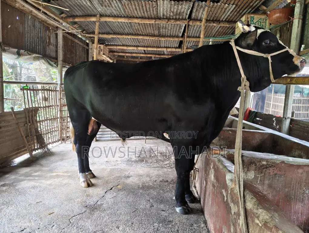 Friesian Shar Weight-- 680 Kg