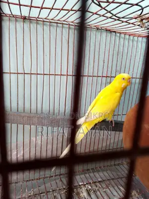 ডিম বাচ্চা করা লুটিনো রেড আই