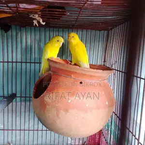 ডিম বাচ্চা করা লুটিনো রেড আই