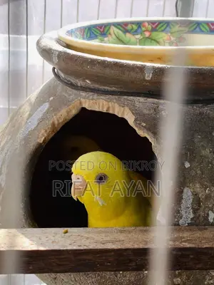 ডিম বাচ্চা করা লুটিনো রেড আই