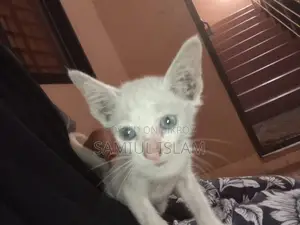বিড়াল দত্তক দেওয়া হবে