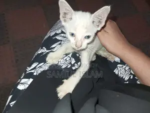 বিড়াল দত্তক দেওয়া হবে