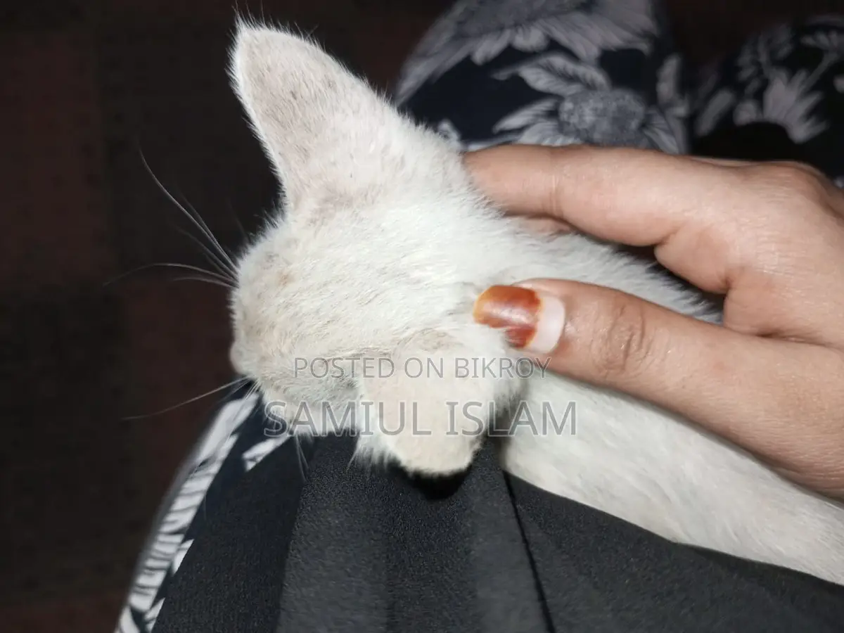 বিড়াল দত্তক দেওয়া হবে