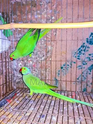Indian Ringneck Parrot