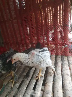 কিছু ব্রাহমা এবং কালার বাট মুরগি বিক্রি করা হবে।