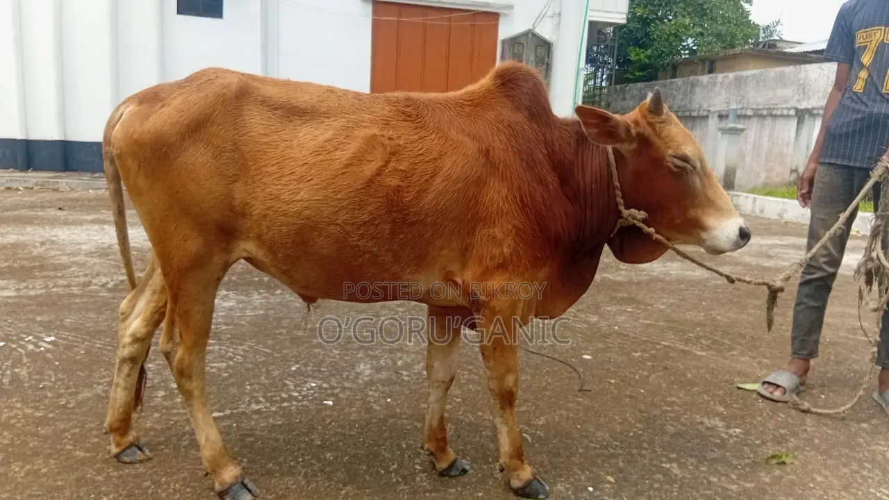 ভালো দামে বিক্রির জন্য গরু।