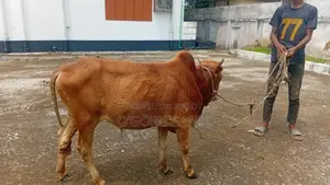 ভালো দামে বিক্রির জন্য গরু।