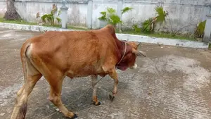 ভালো দামে বিক্রির জন্য গরু।