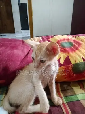 Cat Adoption