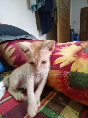 Cat Adoption