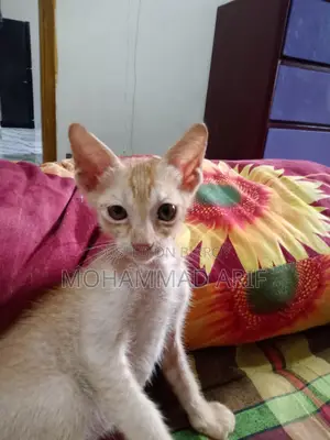 Cat Adoption