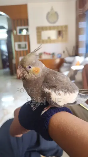 Cockatiel Bird