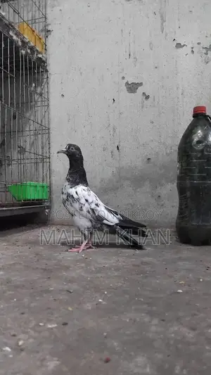 Taddy Pigeons