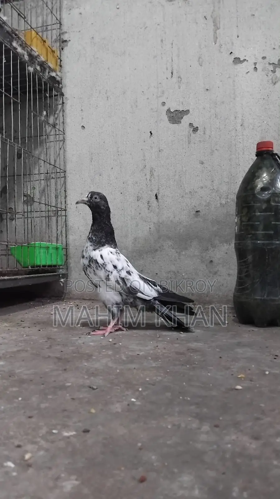Taddy Pigeons