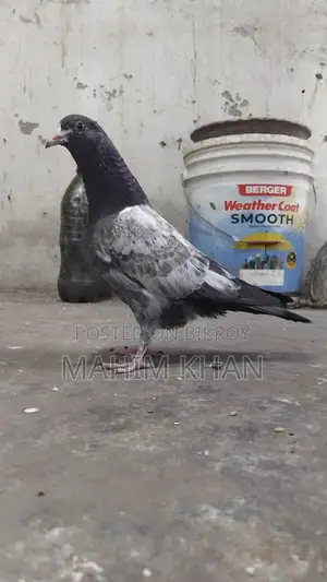 Taddy Pigeons
