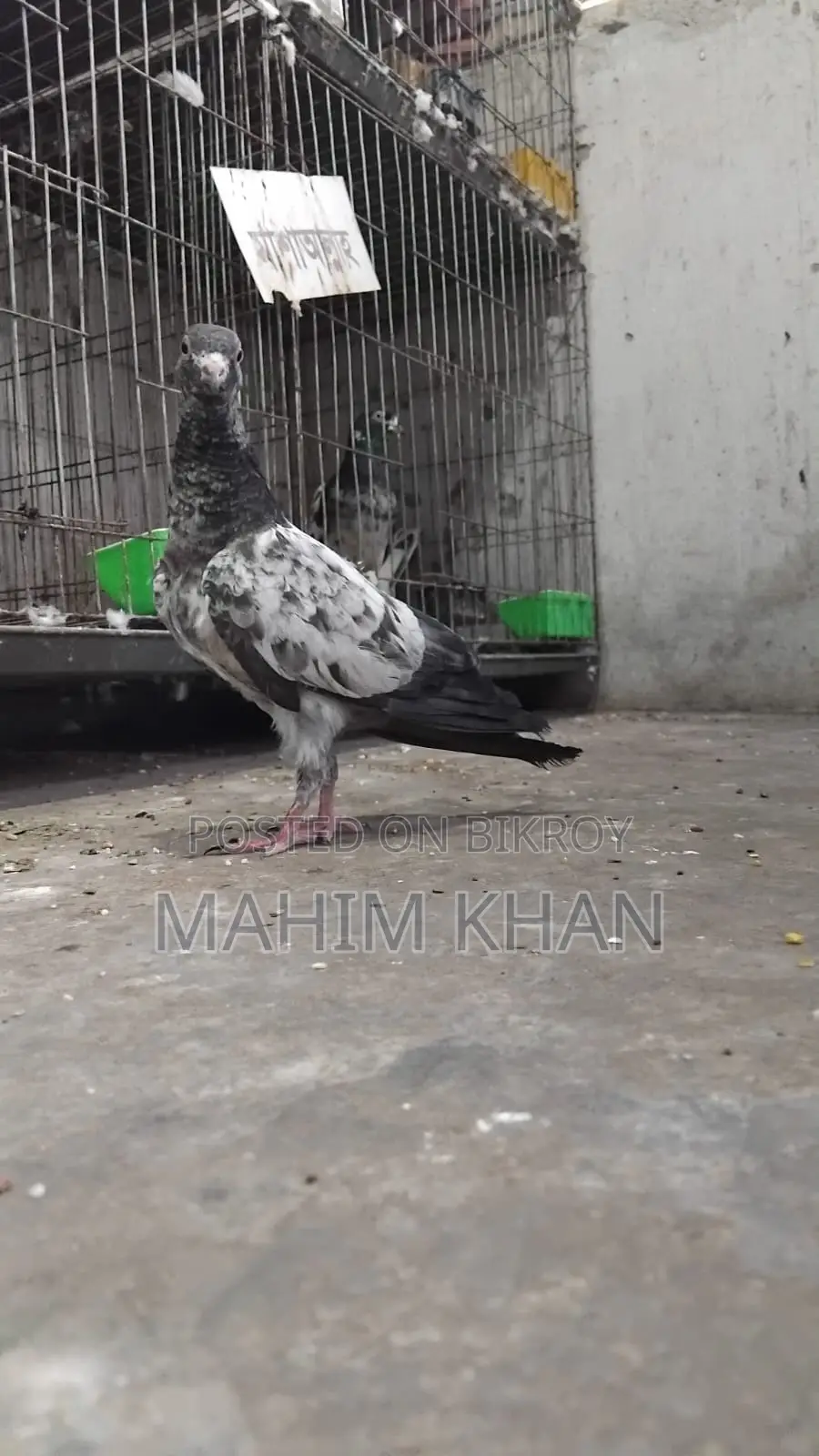 Taddy Pigeons