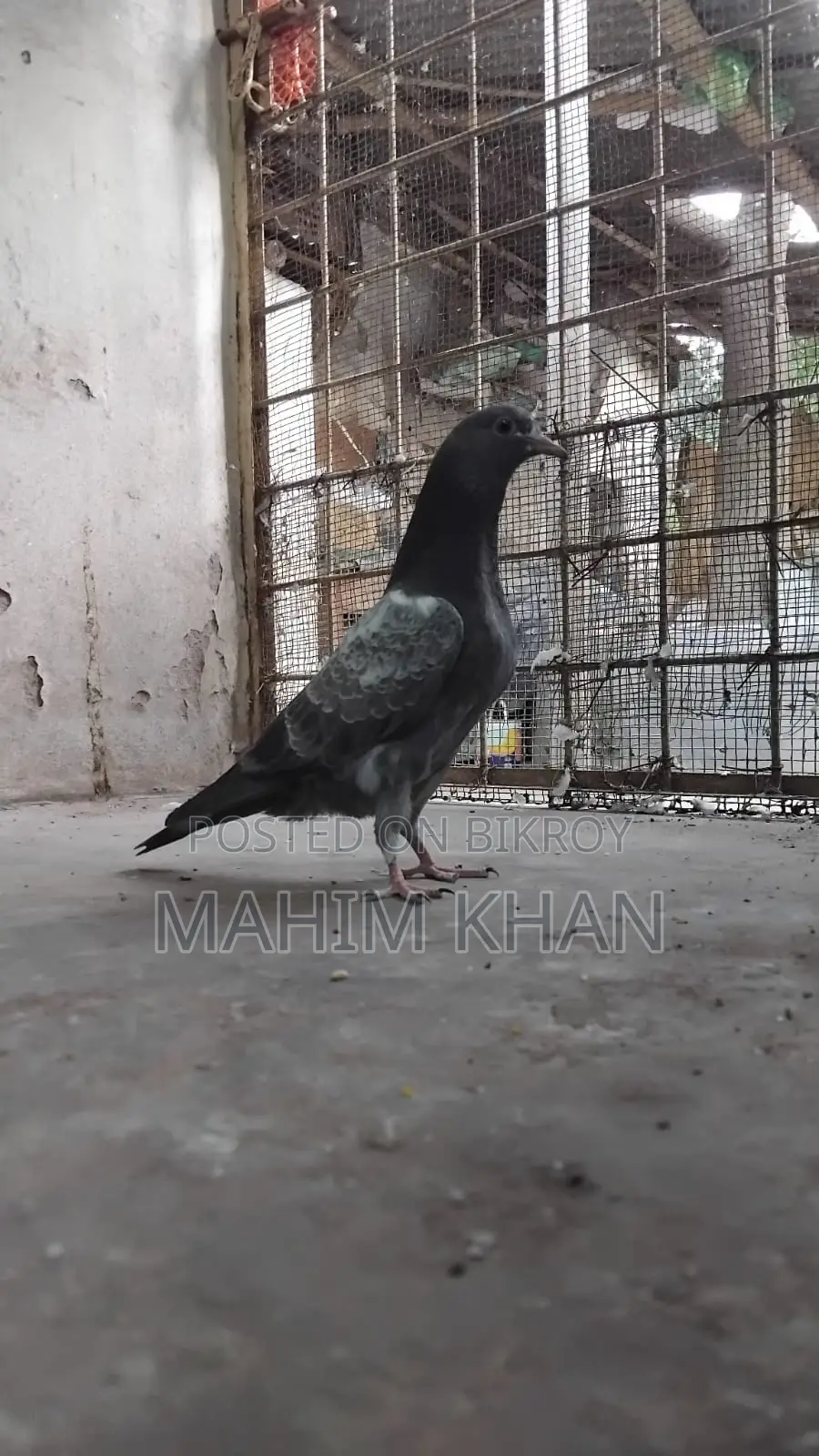 Taddy Pigeons