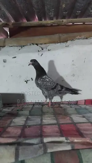Taddy Pigeons