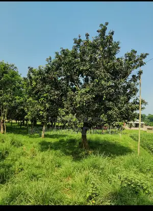 বিরস্থল এলাকা বায়া হাটের ১ কি মি পিছে মসজিদ এর সামনের রাস্তা