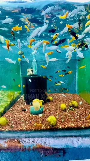 Premium Aquarium Fish in Rajshahi