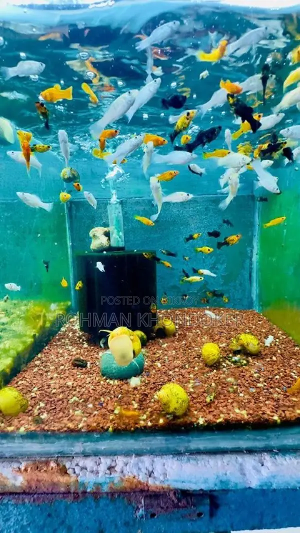 Premium Aquarium Fish in Rajshahi