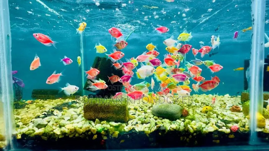 Premium Aquarium Fish in Rajshahi