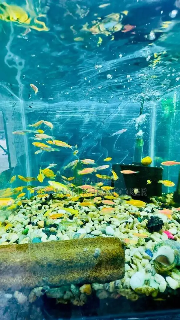 Premium Aquarium Fish in Rajshahi