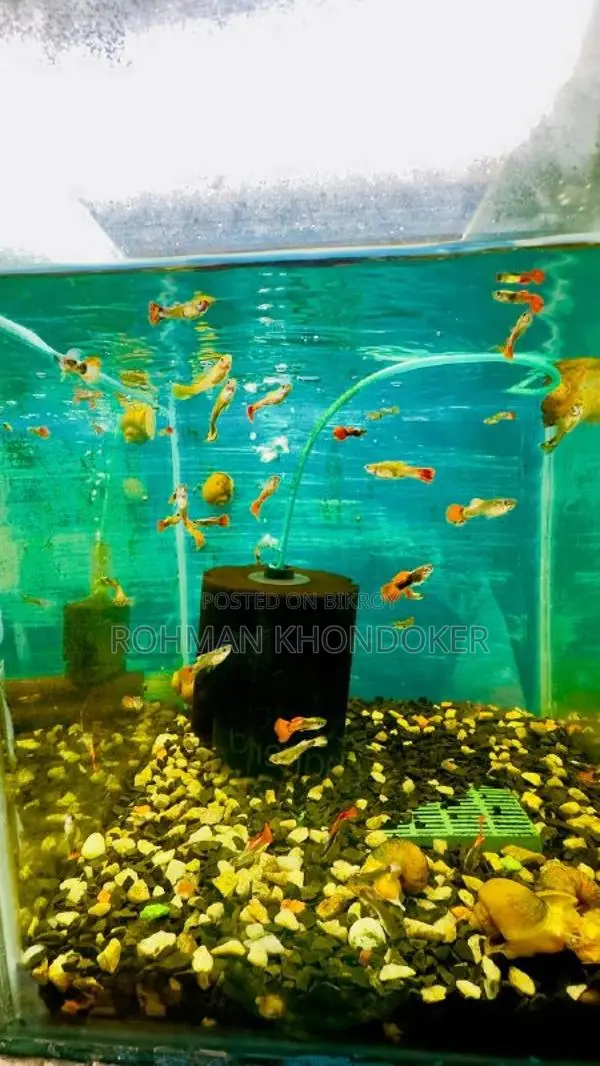 Premium Aquarium Fish in Rajshahi
