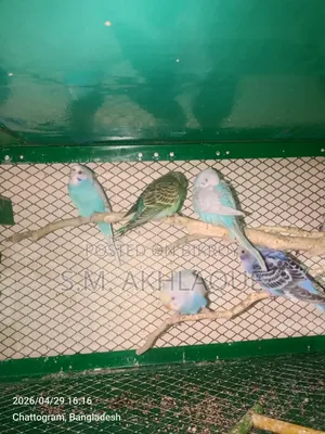 Budgerigar Bird