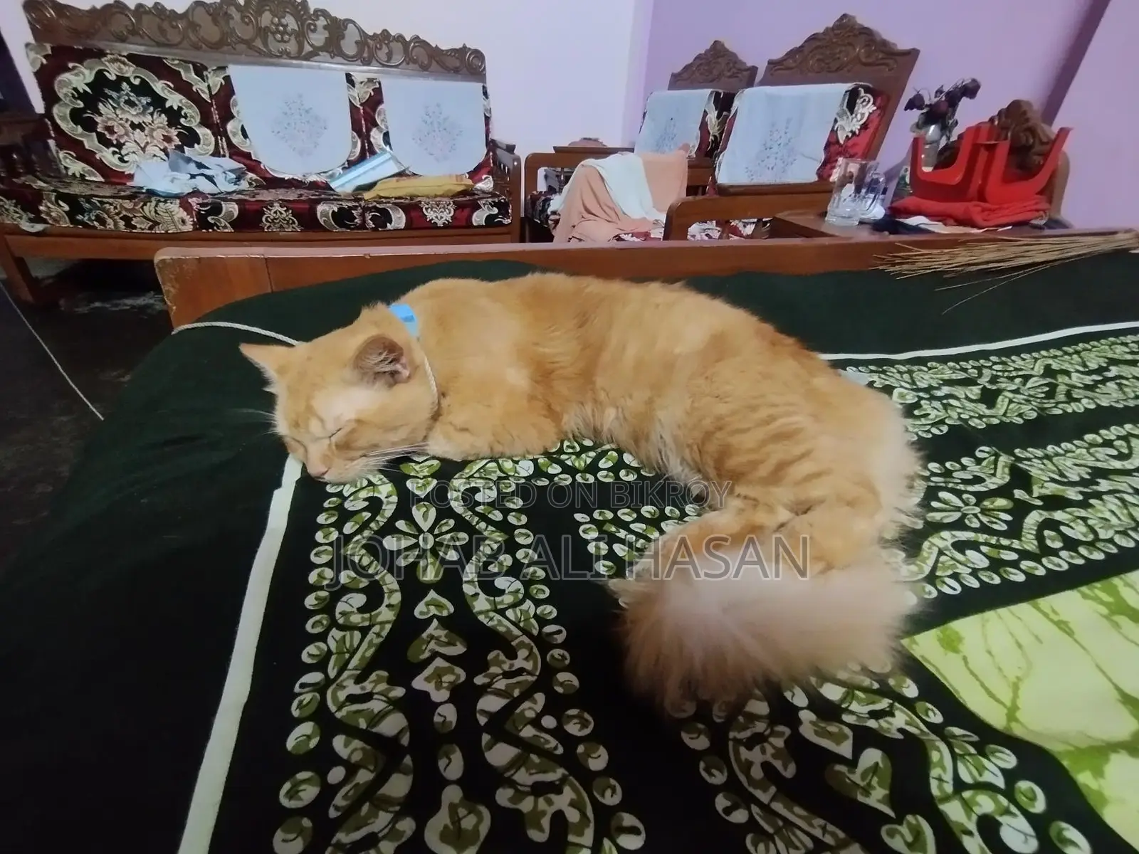 Persian Cat for Sale