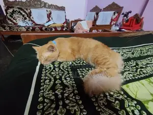Persian Cat for Sale