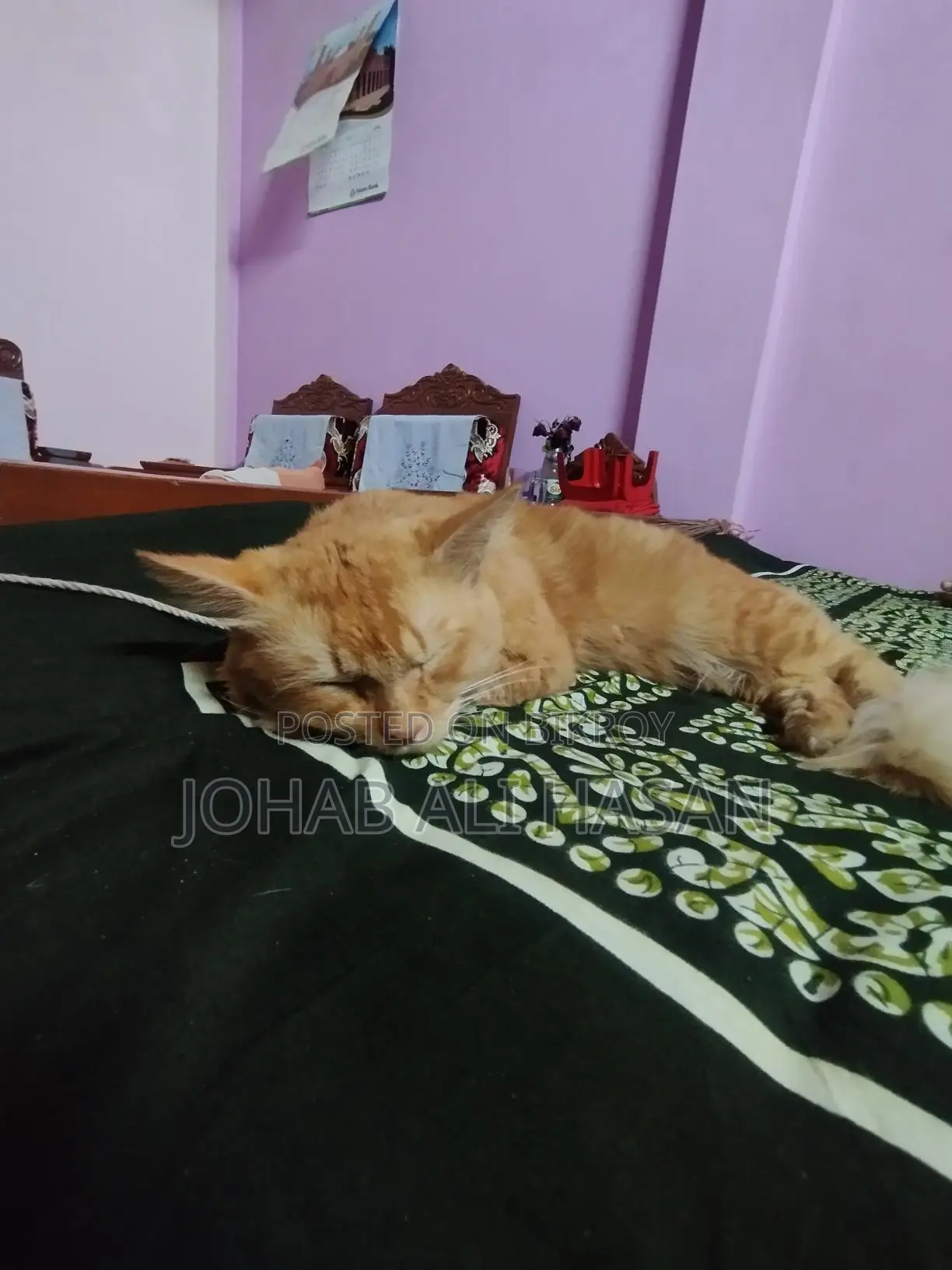 Persian Cat for Sale