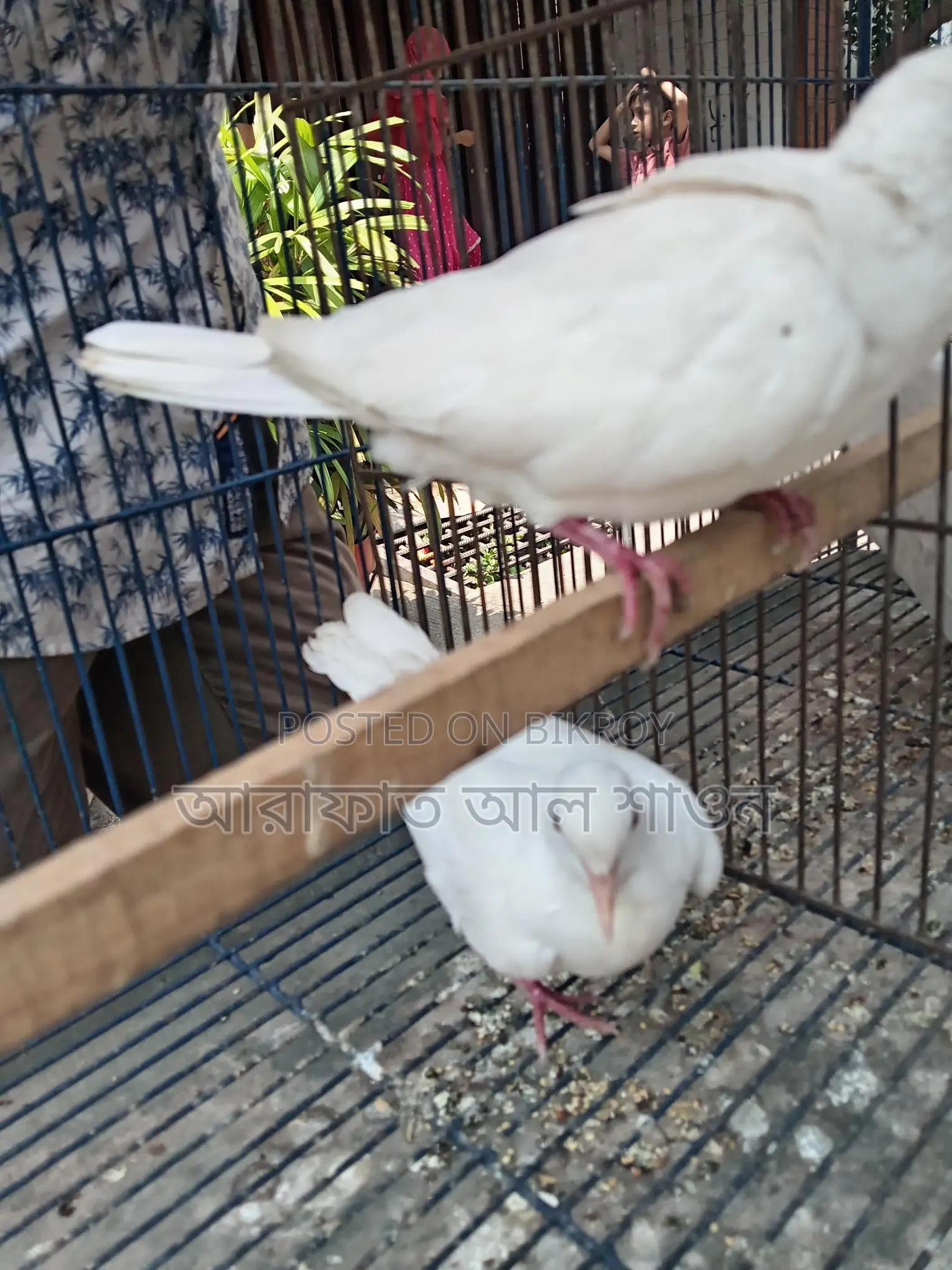 সাদা অস্ট্রেলিয়ান ঘুঘু বিক্রি হবে