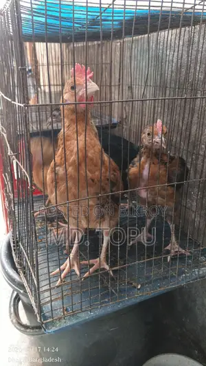 দেশি মুরগি