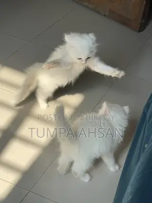 Persian Cat For Sale