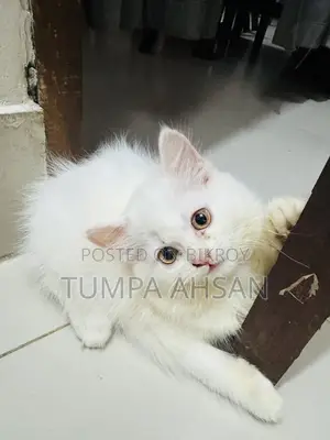 Persian Cat For Sale