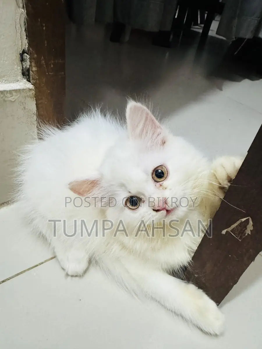 Persian Cat For Sale
