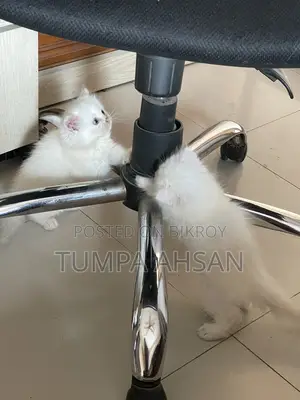 Persian Cat For Sale