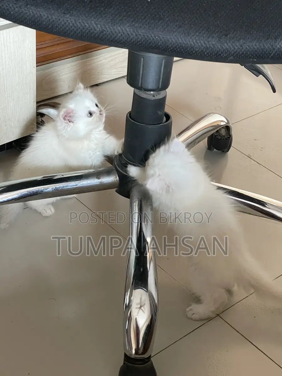 Persian Cat For Sale