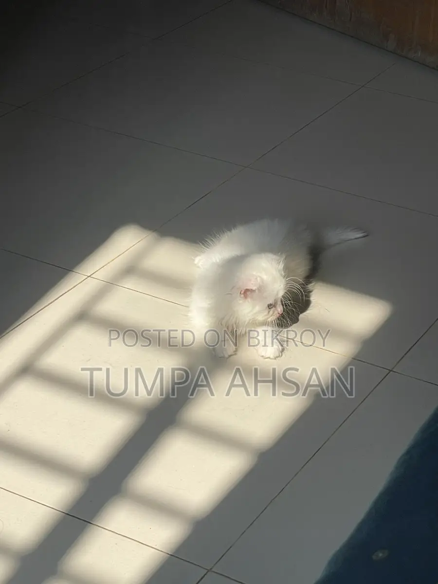 Persian Cat For Sale