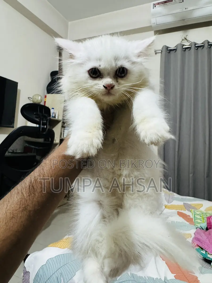 Persian Cat For Sale