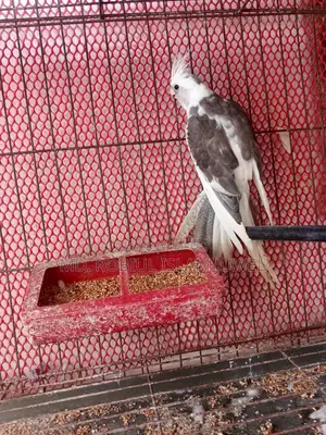 ফিমেল কোকাটেল